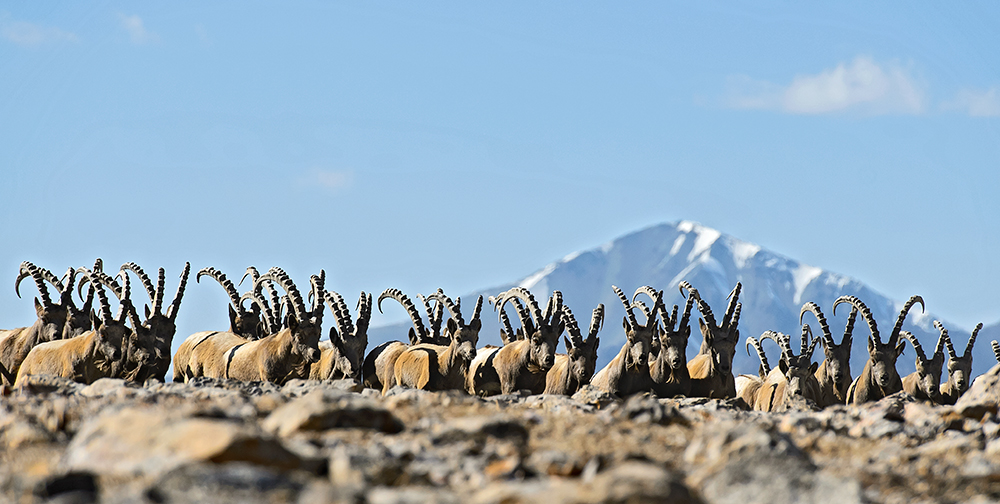 Horseback to Sary Jaz — homeland of the snow leopard.