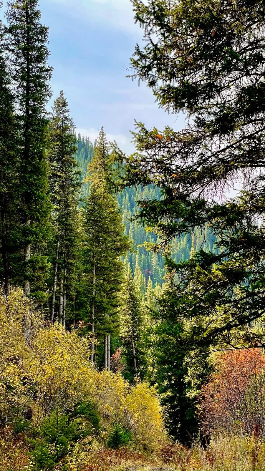 Autumn forest and snow-capped peak