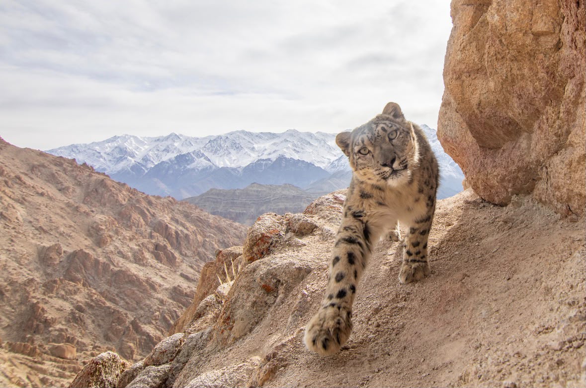 Horseback to Sary Jaz — homeland of the snow leopard.